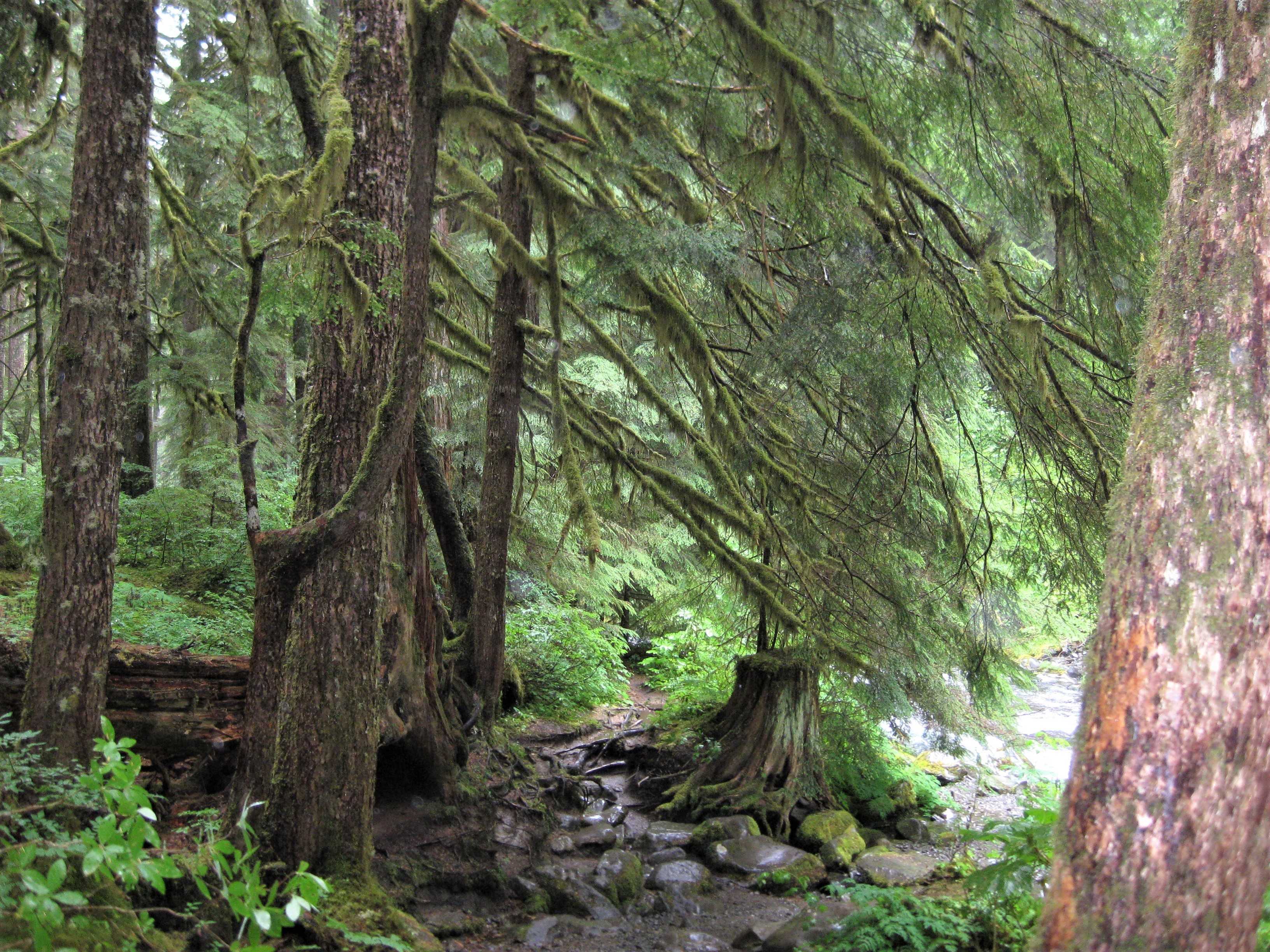Olympic NP